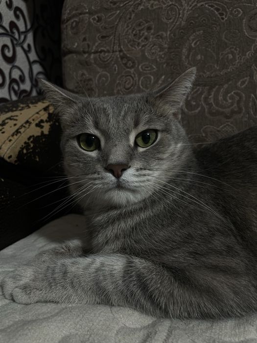 Кот мальчик имя томас 5 лет