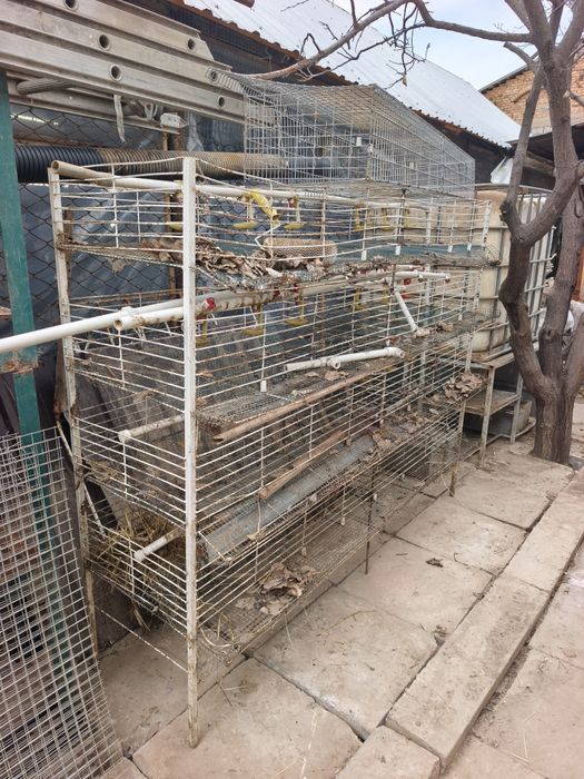 Bedana boqish uchun qafas