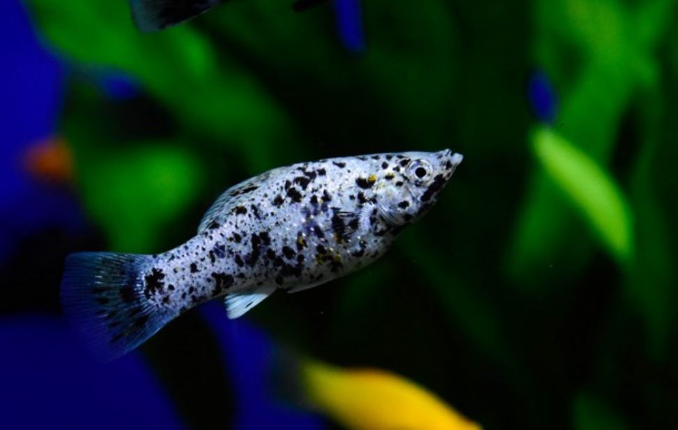 Продам рыбки для аквариума.