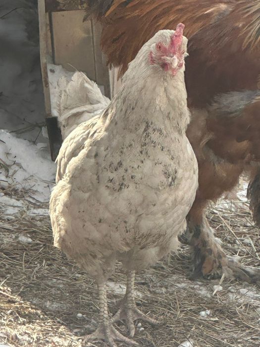 Продам курей домашних