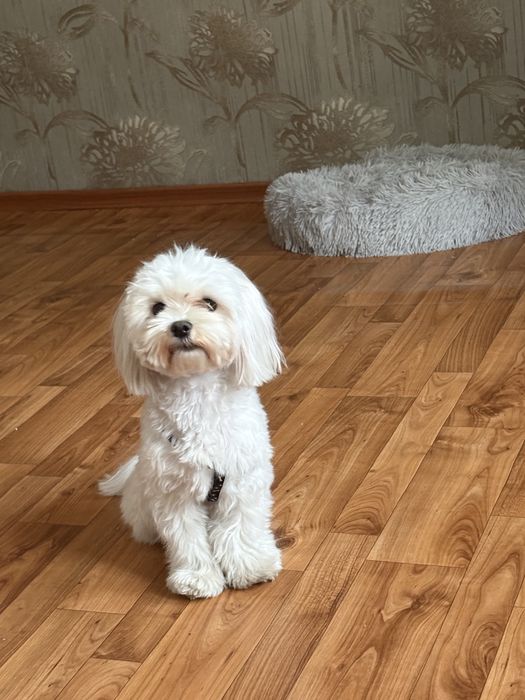 Гостиница для животных  на долгий срок