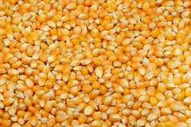 Porumb de vanzare