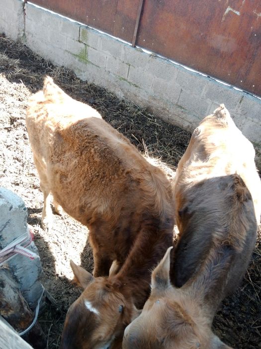 Продам телят 4-5 месяцев