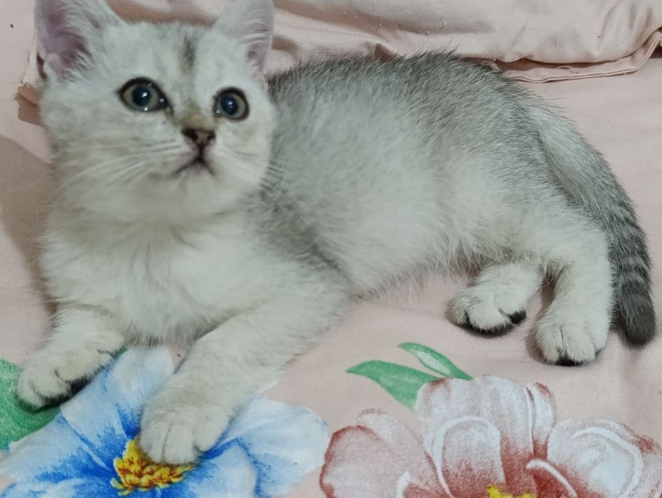 Serebrista Shinwilla