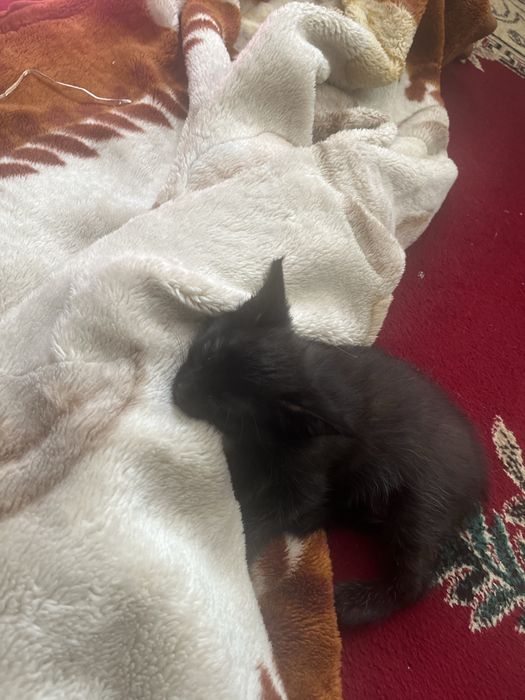 Котята 2 месеца