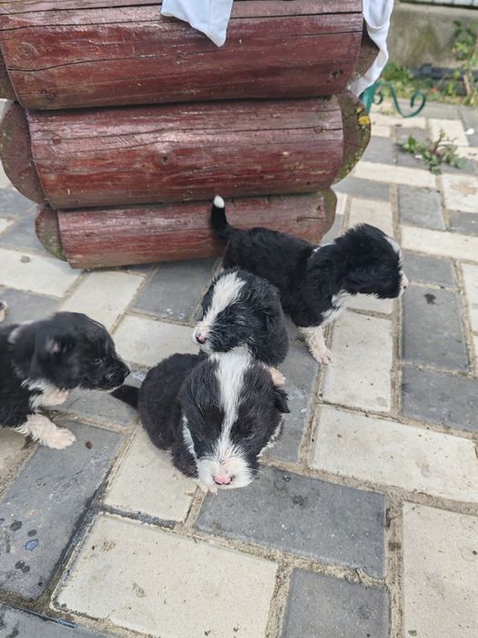 Cățeluși spre adopție