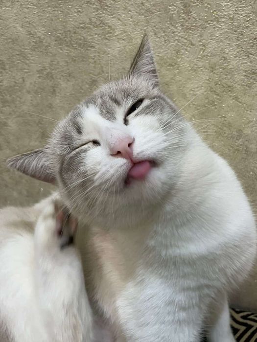 Кошки в хорошие руки