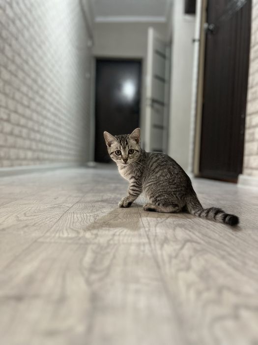 Котенок бесплатно
