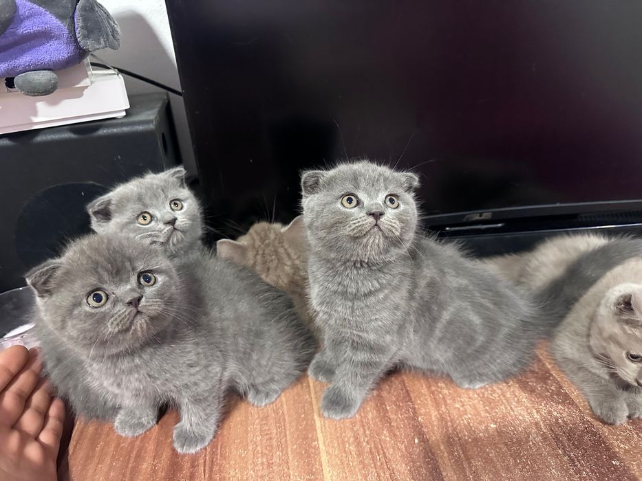 British shorthair