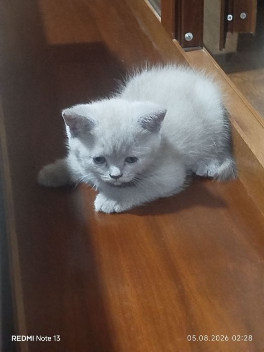продаётся котёнок