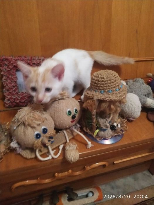 Отдам котят в хорошие руки