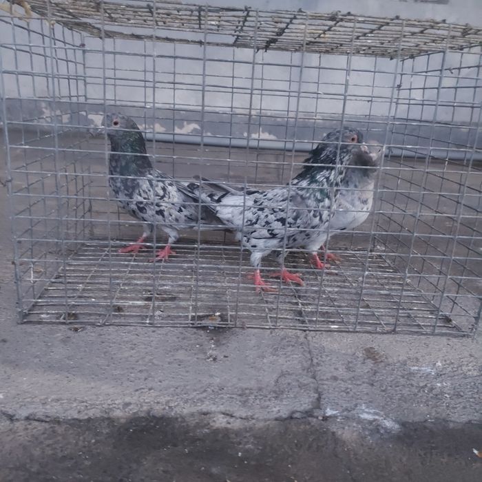 Челкар  2 самец 1 самка лет игра