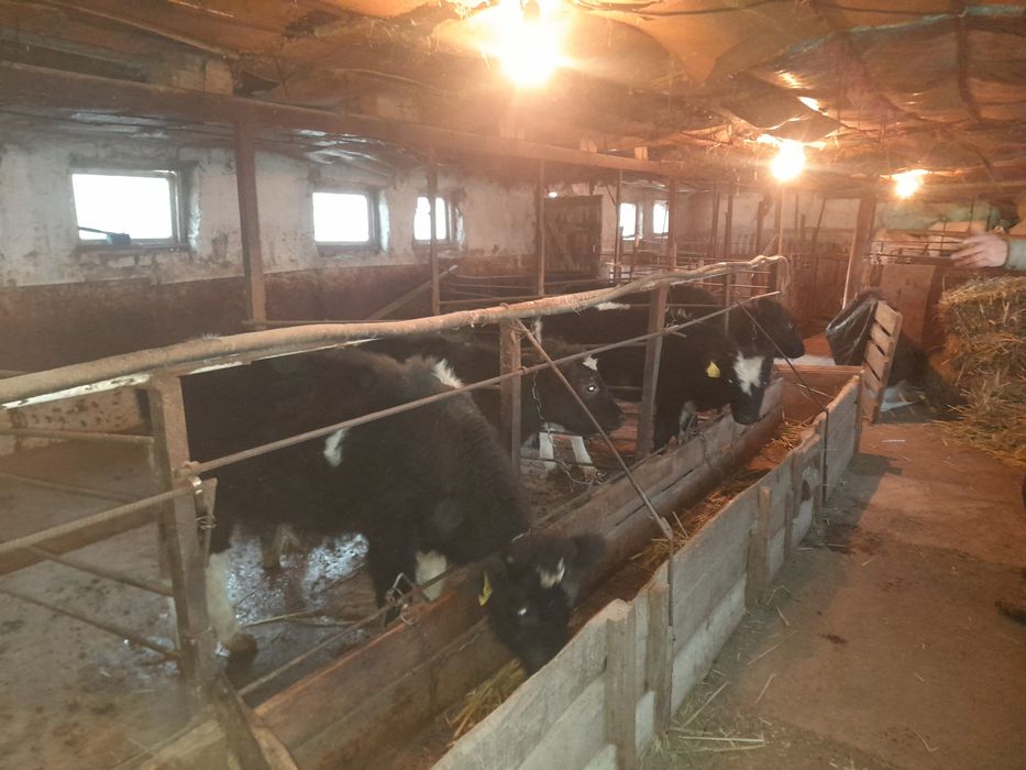 Продаются бычки на откорм