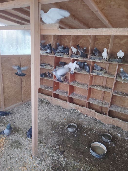 Vând porumbei  diferite culori