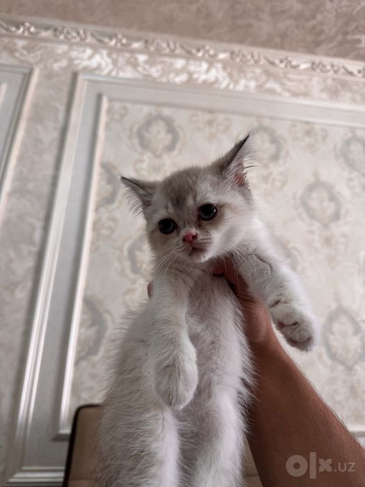 Срочно продактся порозистая кошка шиншила