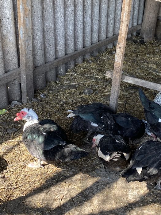 Индоуткалар сатылады, еті өте пайдалы