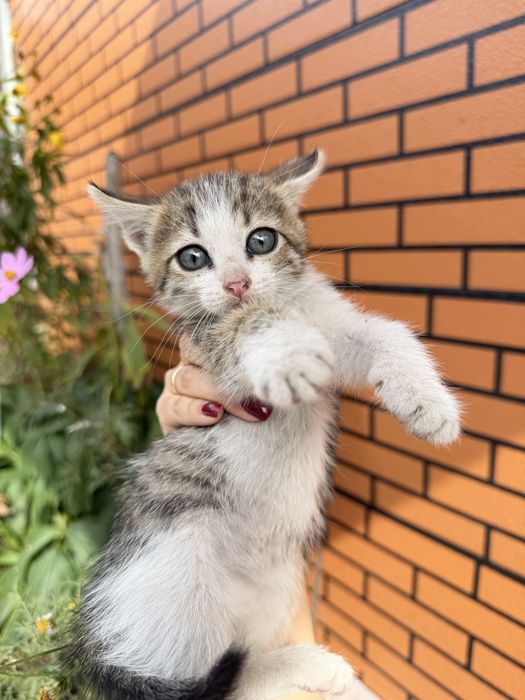 Котята бесплатно