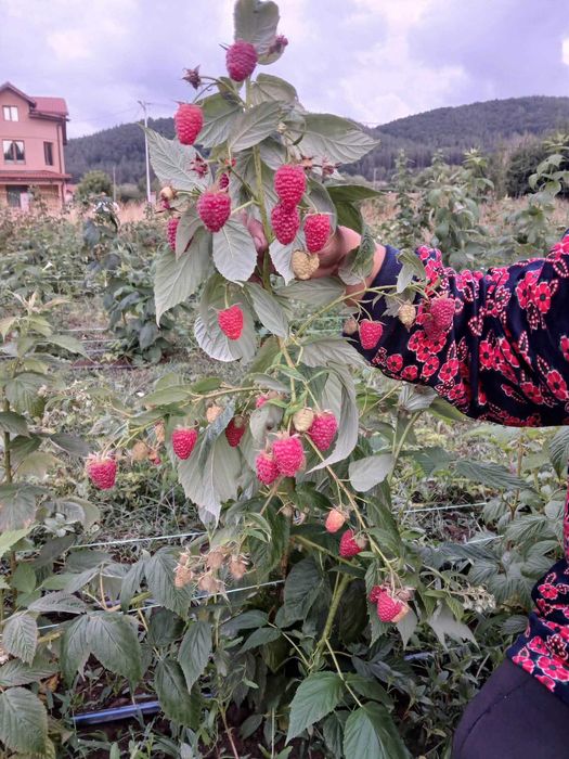 Промоция ФАНТАСТИЧЕН РАЗСАД Малини и Ягоди от Производител