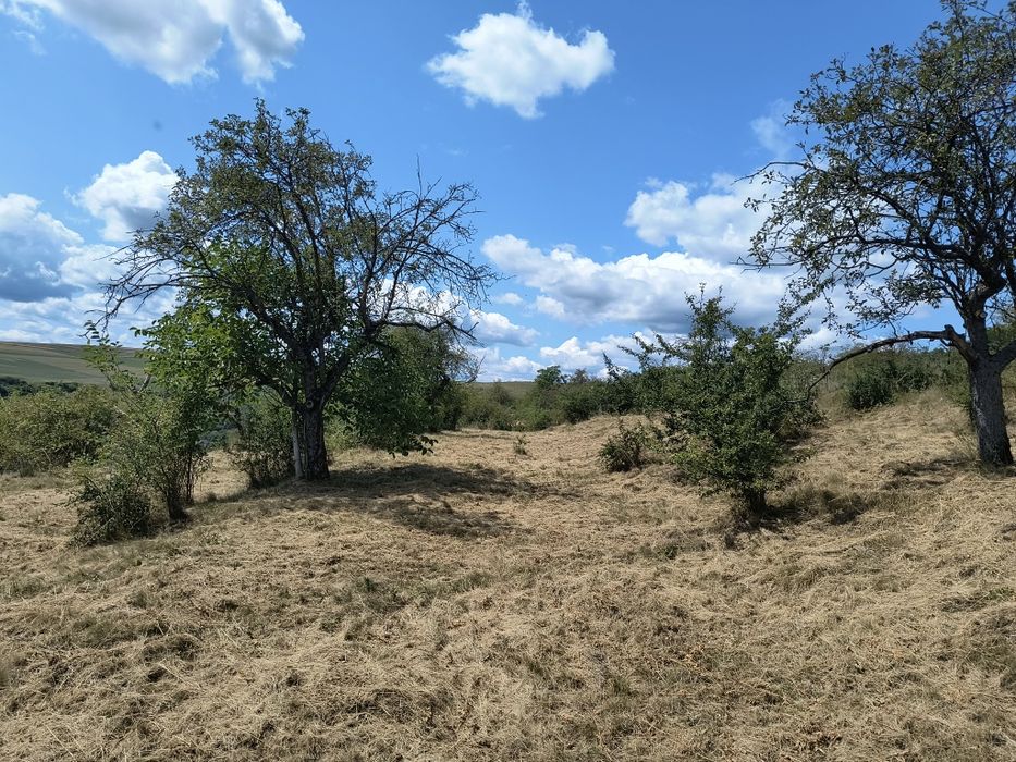 Teren Radaia  Mera Cluj Baciu 8000mp Intravilan