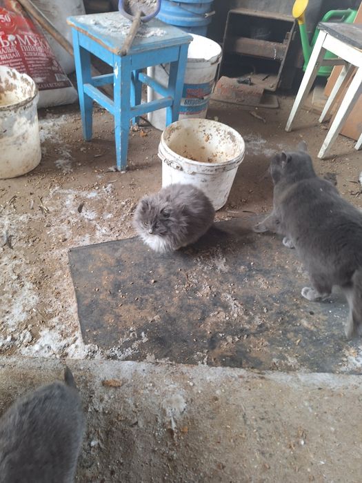 Отдам котят в добрые руки