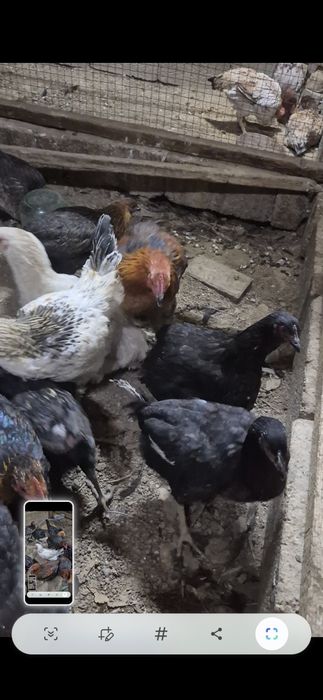 Птица Птица Птица Птица