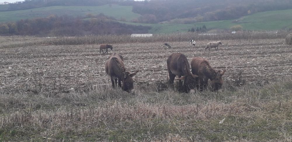 De vanzare două magarite