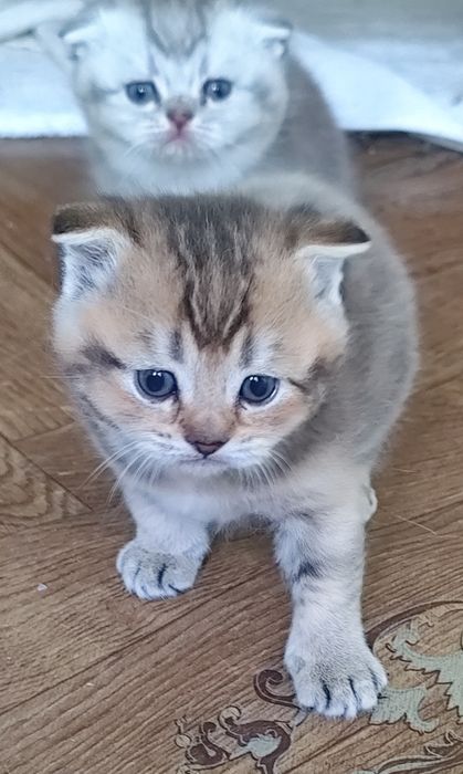 Подарок. Породистые котята