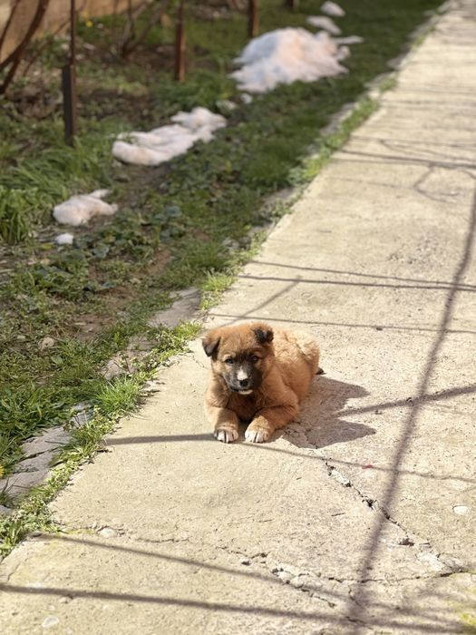 Щенок, в хорошие руки