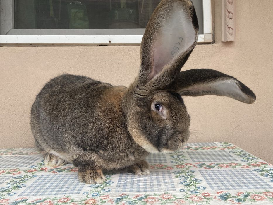 mascul german uriaș