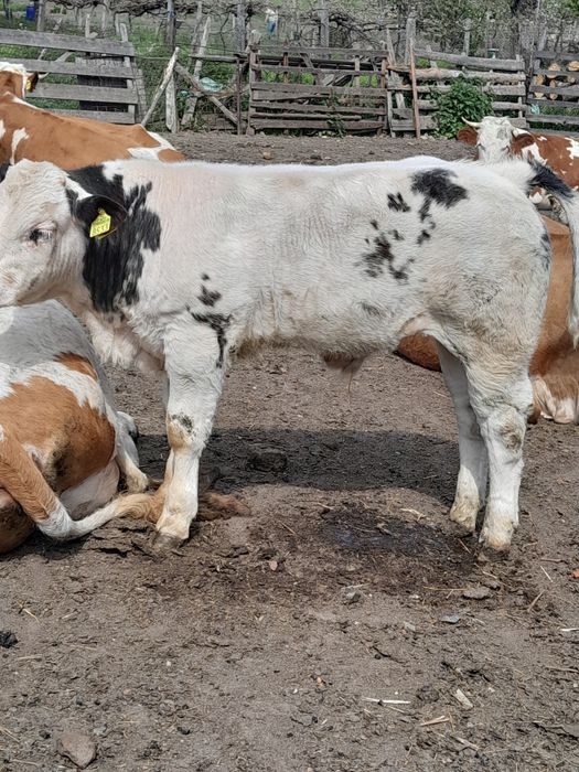 Vând vaca cu vițel belgian
