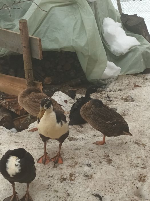 Rate alergatoare indiene