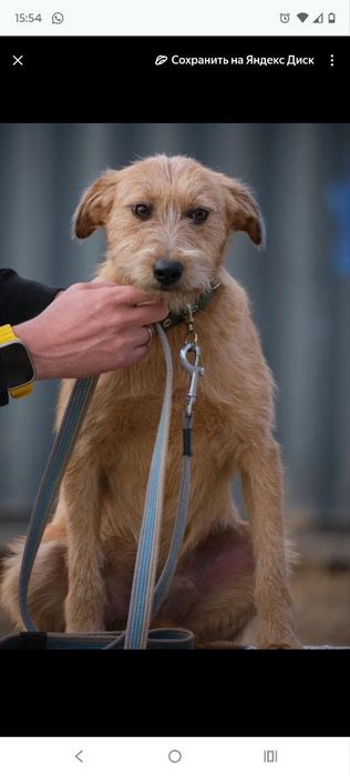 СобАчкИ кОмпаНьеНы сТорожа ОхраНиики