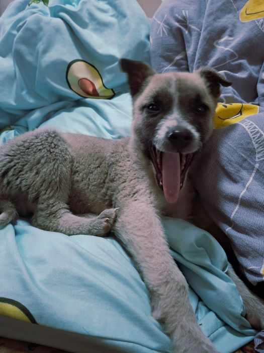 Малыш , злюка ищет хозяев