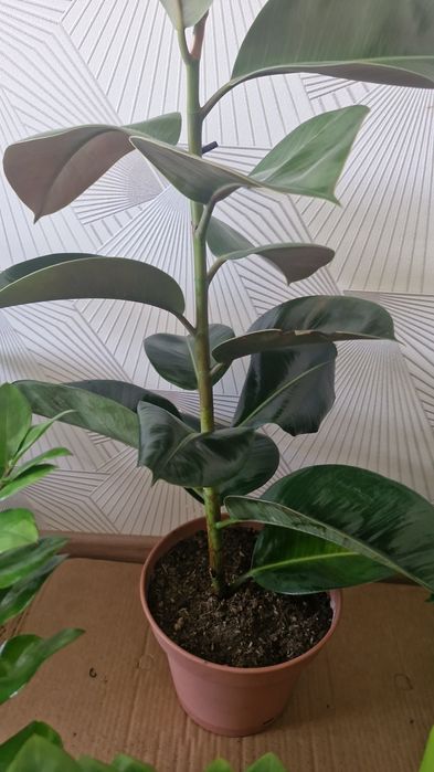 Домашние цветы дешево