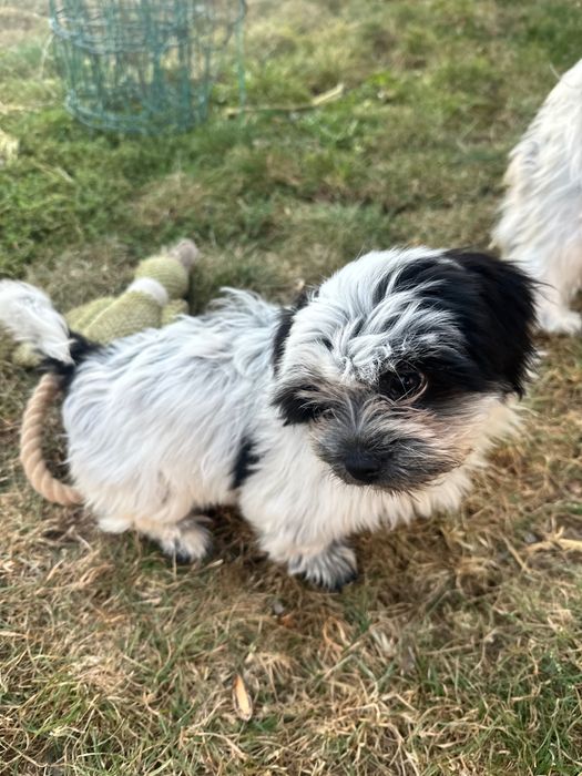 Catelusa Shih Tzu