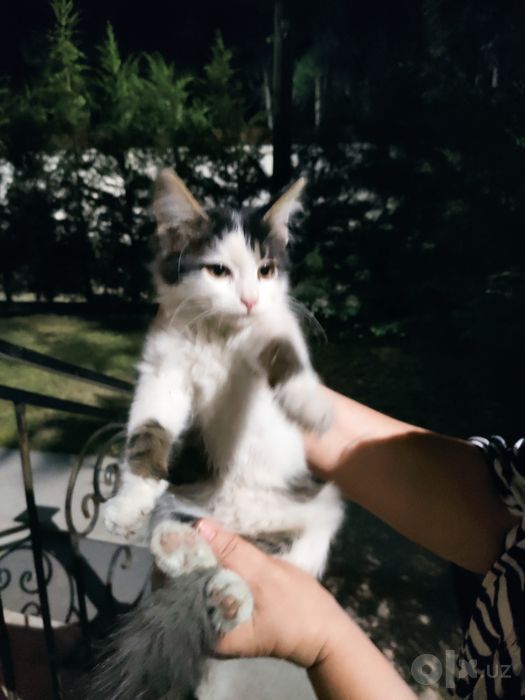 Кошечка ищет семью
