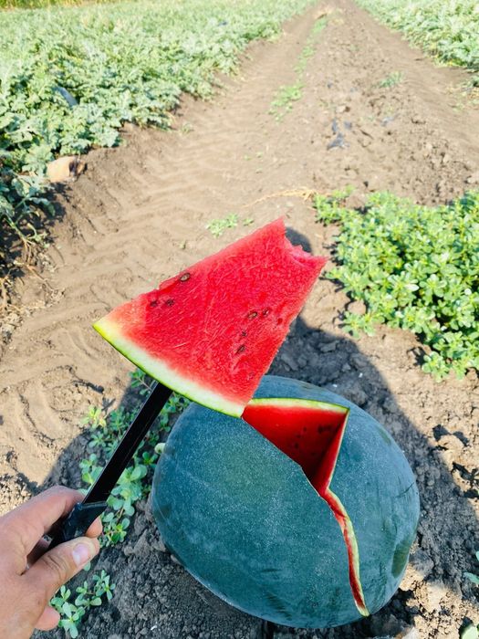 Vand pepeni verzi mirsini, karistan, baroneasa, pata neagra