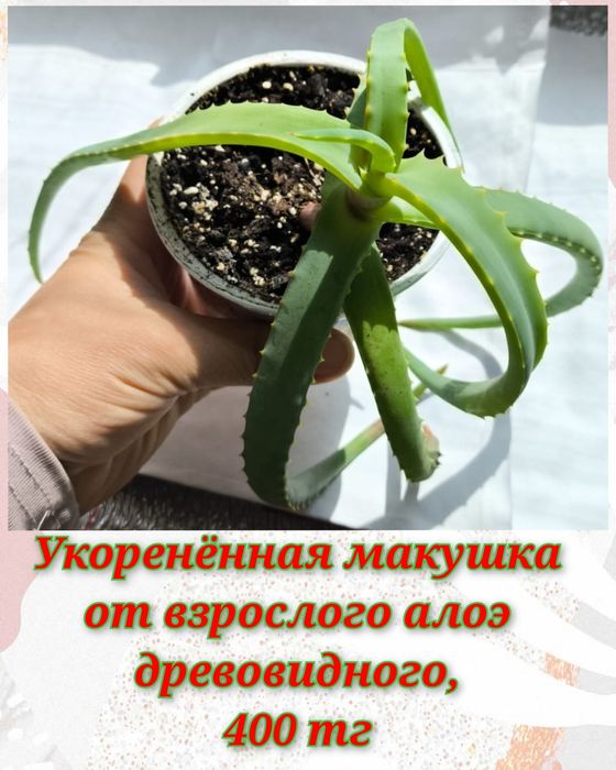 Глоксинии, гименокаллис, соланум и др.