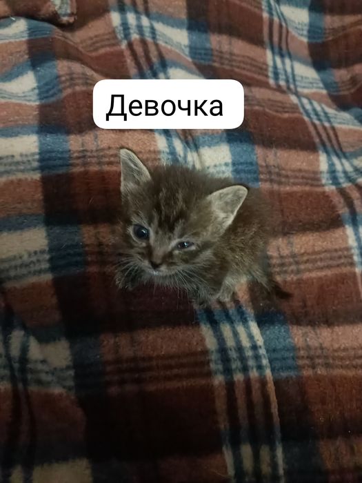 Срочно отдам котят в добрые руки