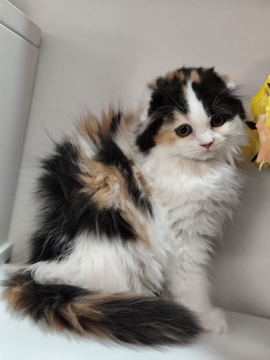 Fetița Scottish Fold tricoloră