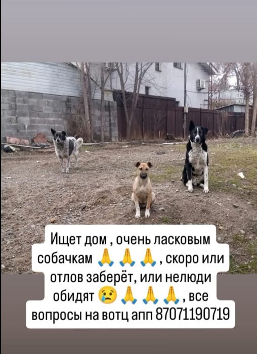 Отдаю в хорошие руки