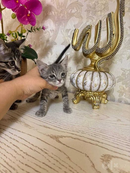 Очаровательные полосатые котята в добрые руки!