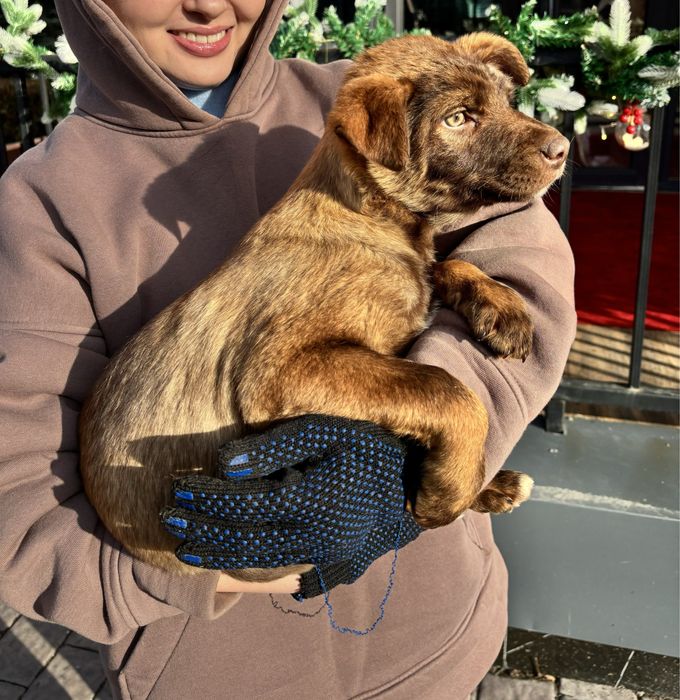 Отдаем щенков в хорошие руки