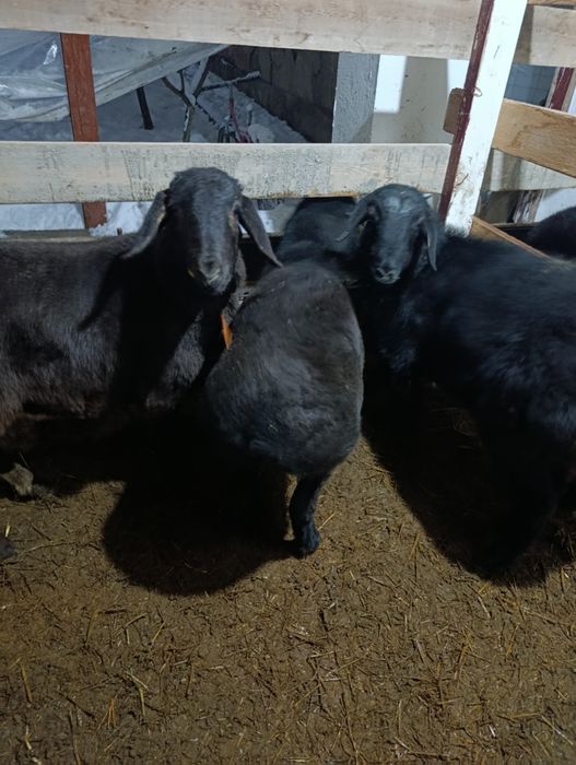 Куйлар узимизники ,9-10 ойлик ,солих, кузи кучкор билан юрган