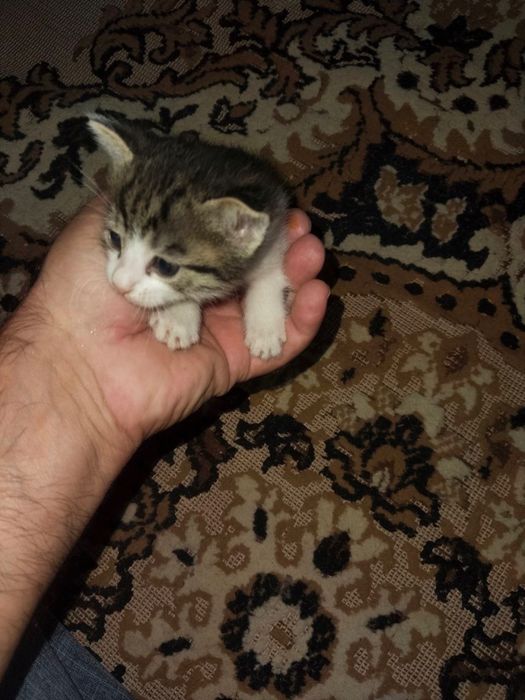 Mushuklar Bepul Котята Бесплатно Samarqand