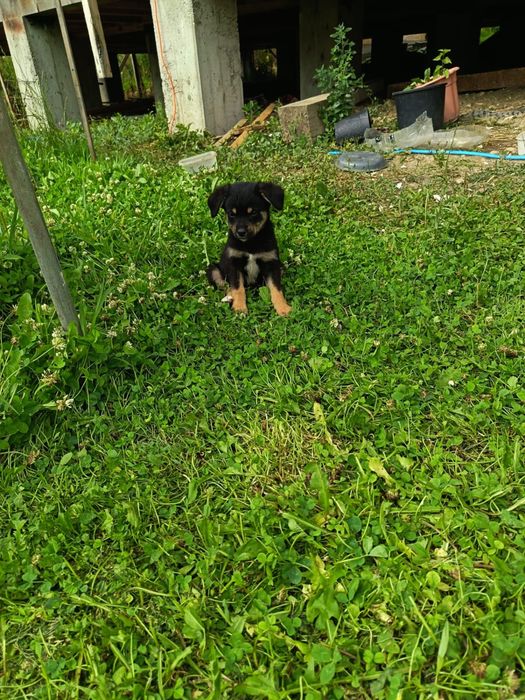 Adoptie pui caine
