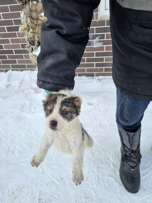 Тобет күшік щенки Тобет