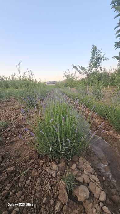 Lavanda fransuskiy sorti