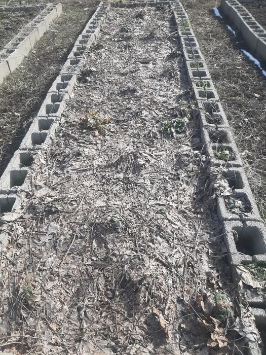 Смородина куст продам