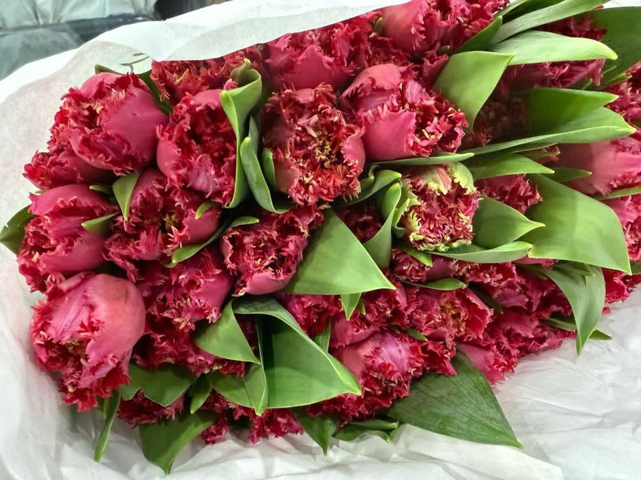 Тюльпаны голландский